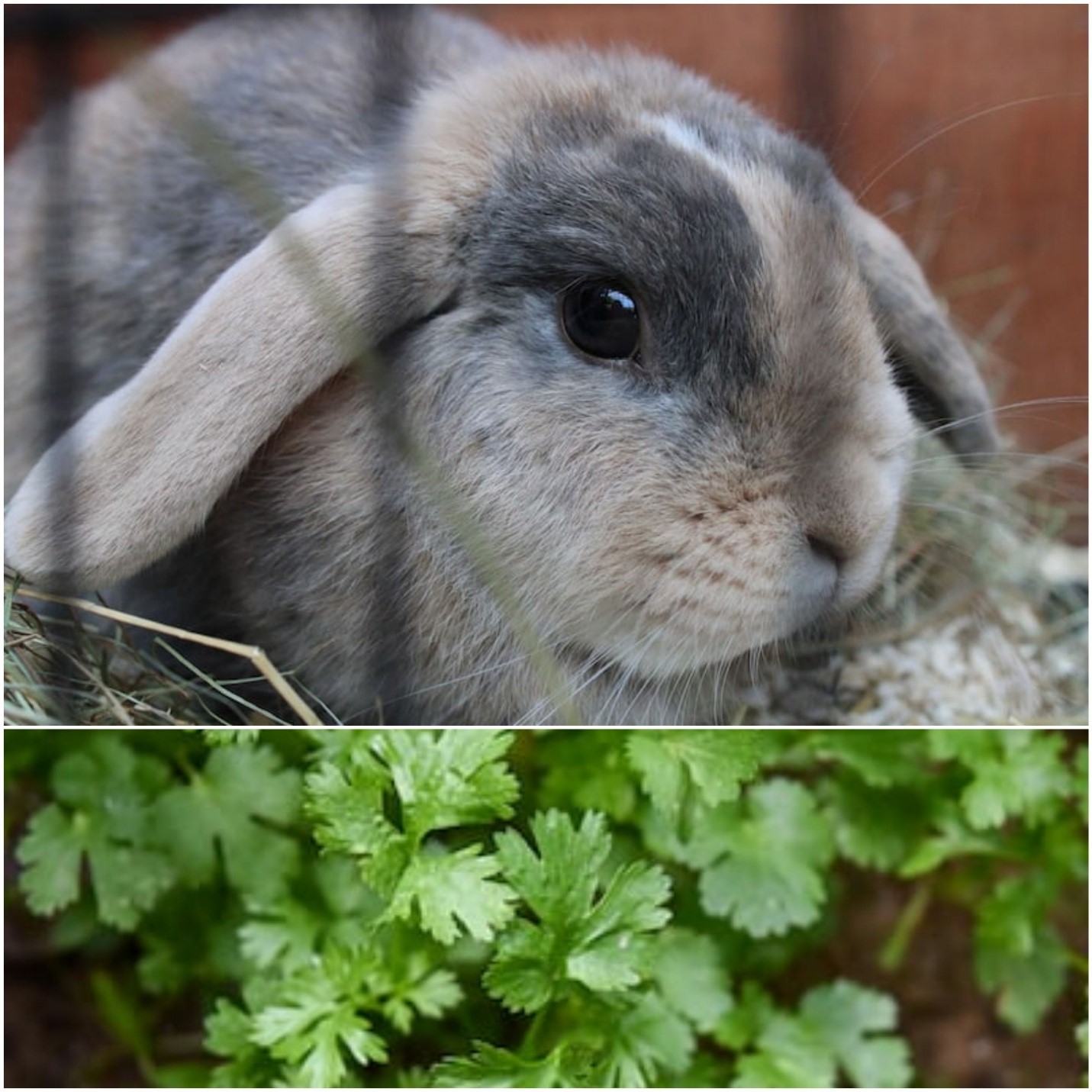 Can rabbits eat cilantro_ A rabbit and cilantro leaves