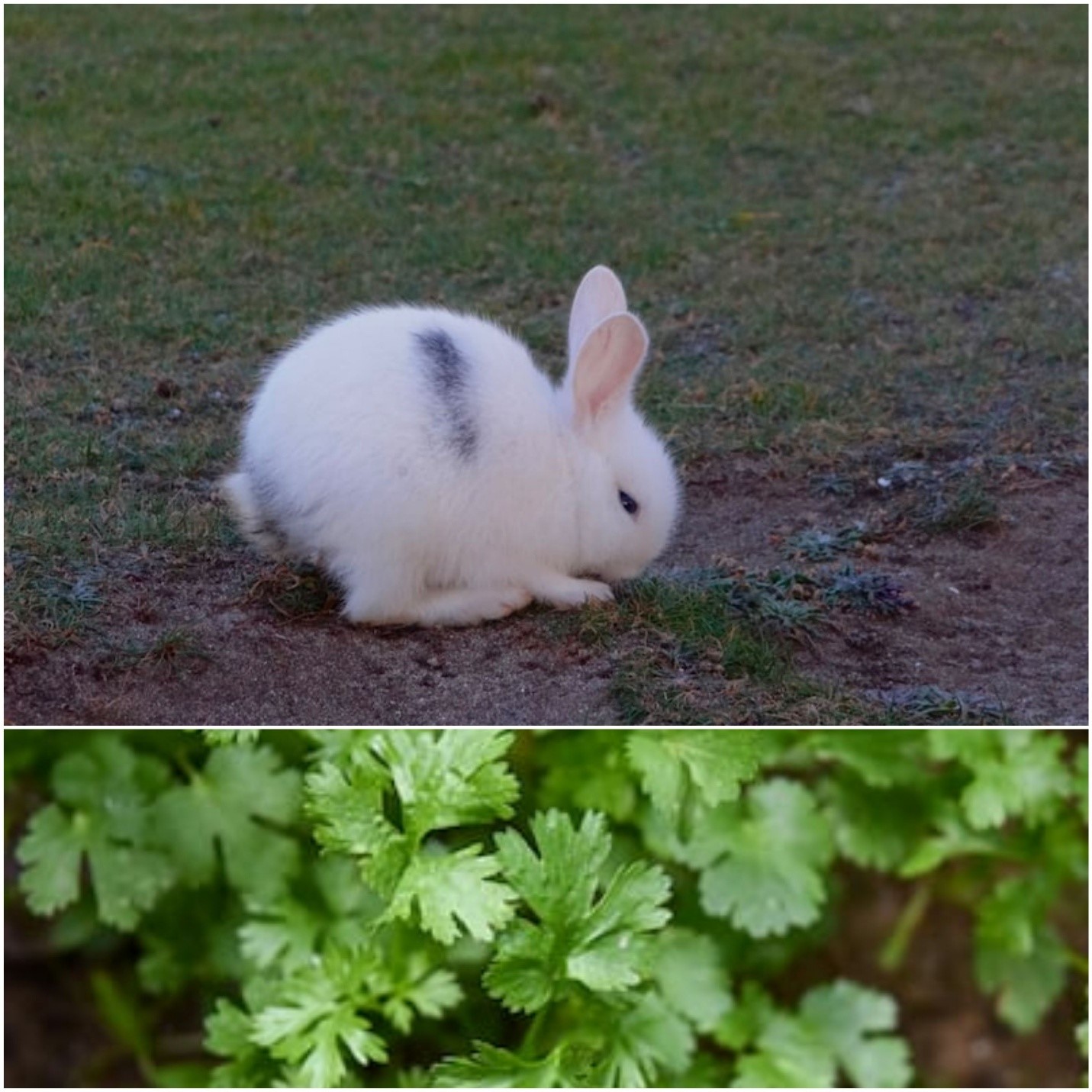 Can rabbits eat cilantro_ A young white rabbit and cilantro leaves