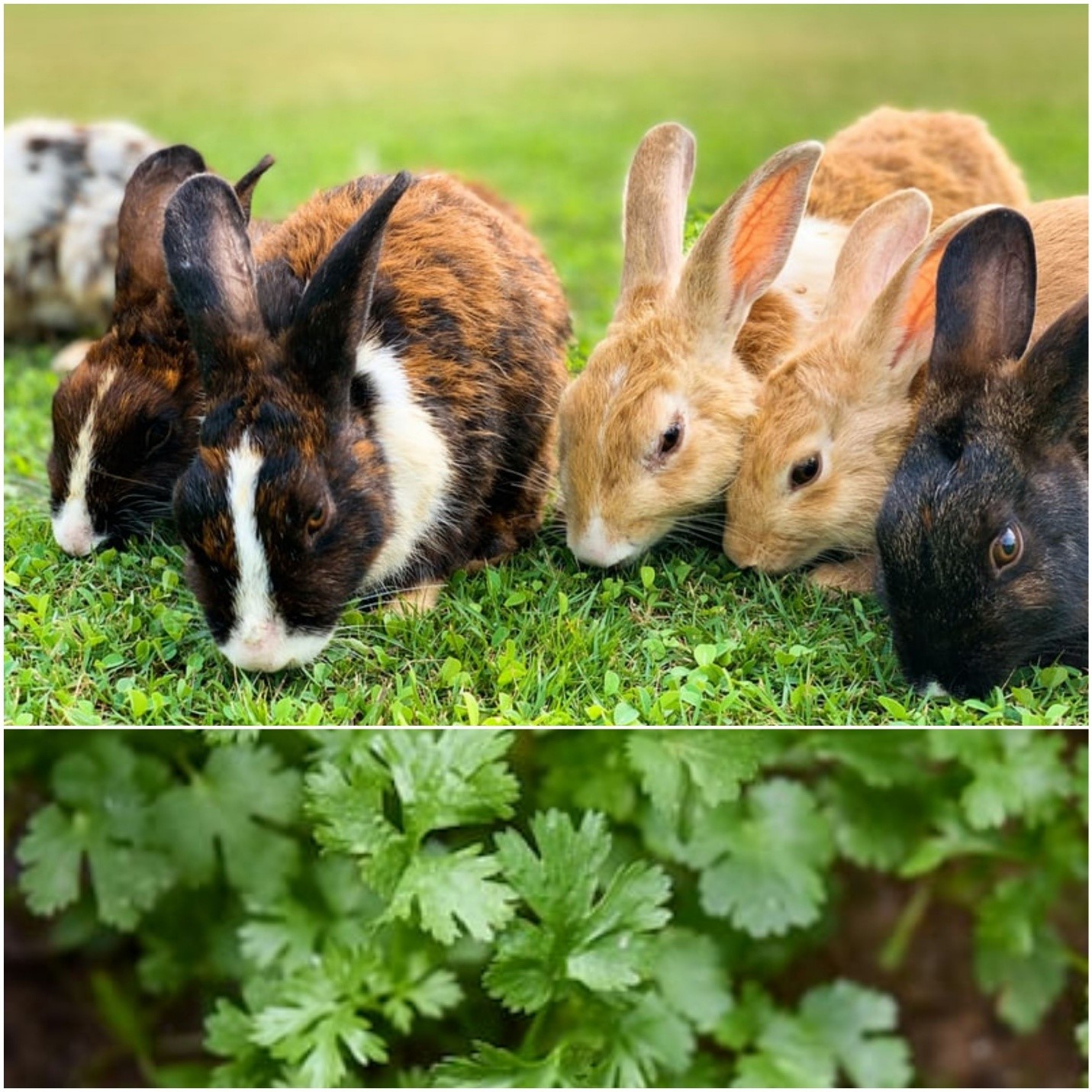 Can rabbits eat cilantro_ Rabbits outdoors eating grasses and cilantro leaves