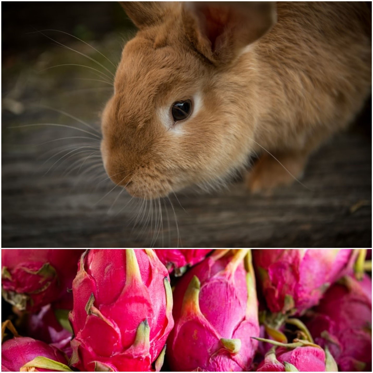 Can rabbits eat dragon fruit_ A brown rabbit and whole dragon fruits