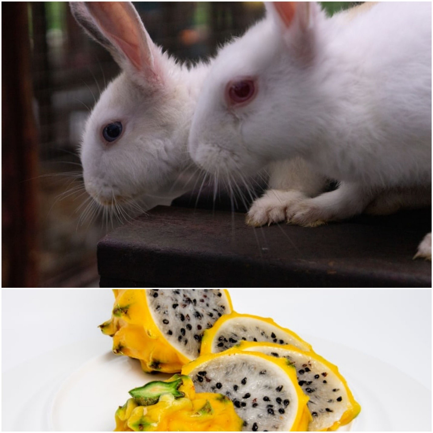 Can rabbits eat dragon fruit_ Two white rabbits and yellow dragon fruit slices