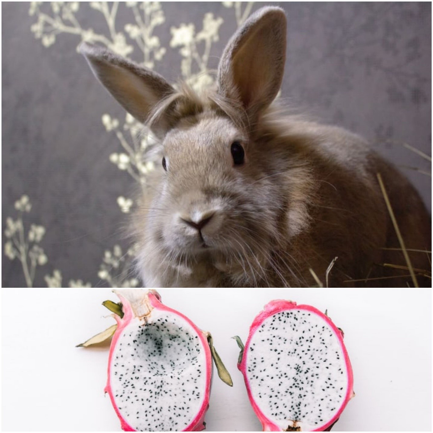 Can rabbits eat dragon fruit_A rabbit and a white dragon fruit cut into two