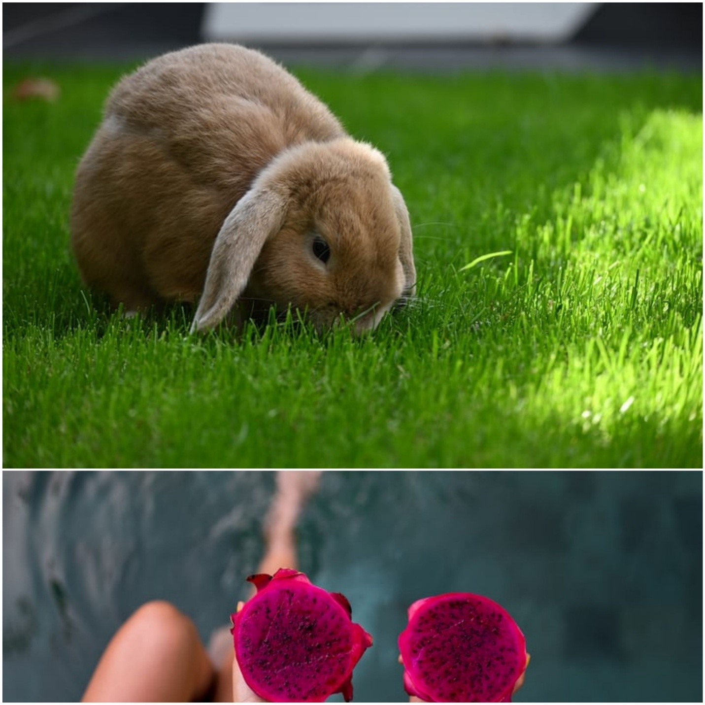 Can rabbits eat dragon fruit_A rabbit and red dragon fruit cut into two