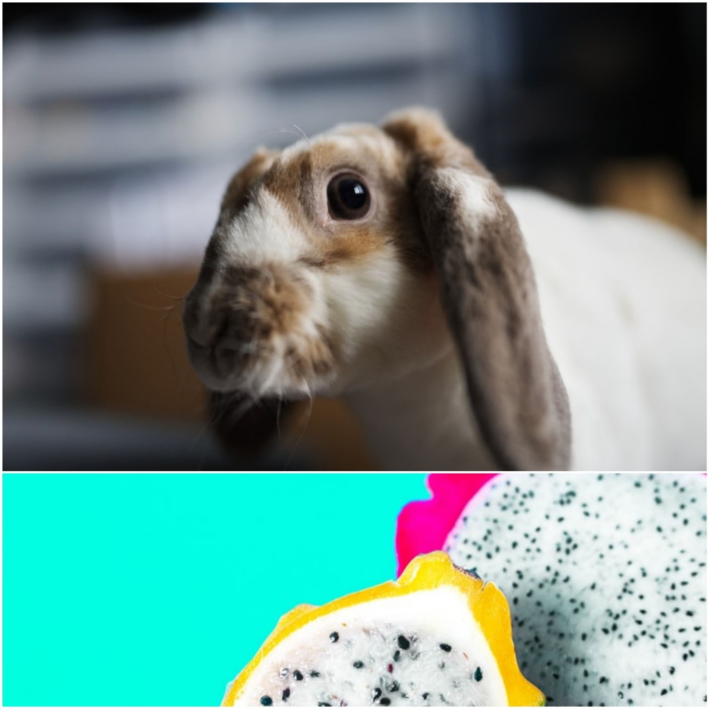 Can rabbits eat dragon fruit_A rabbit and white and yellow dragon fruits