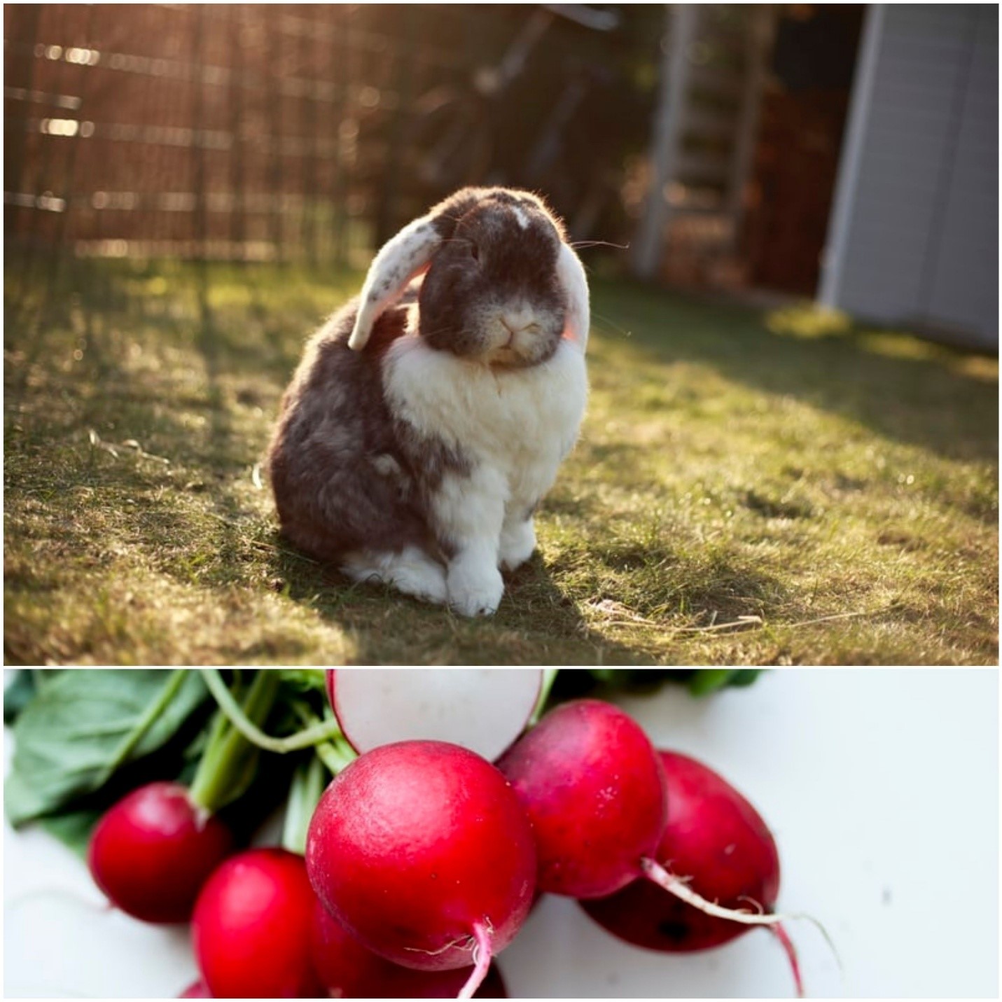 Can rabbits eat radishes_ A lopeared rabbit and radishes