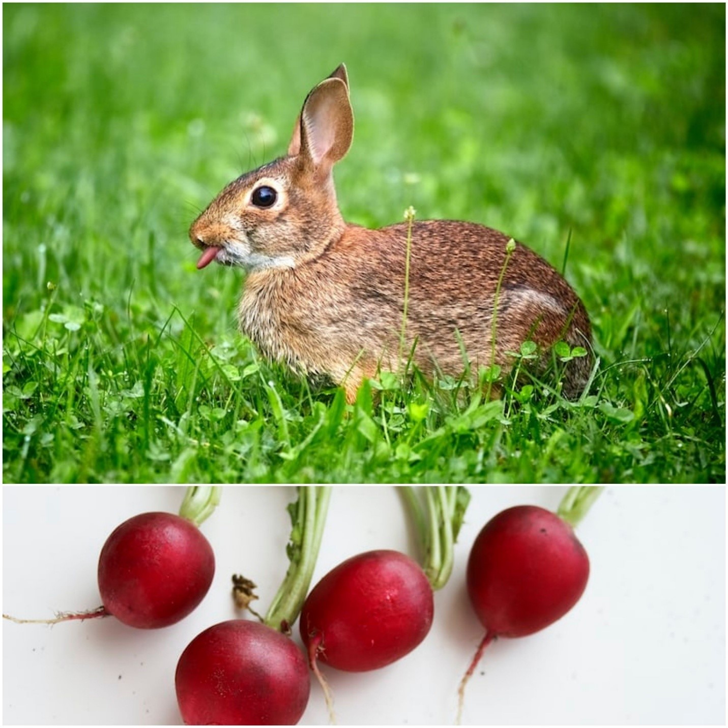 Can rabbits eat radishes_ A rabbit and red radishes