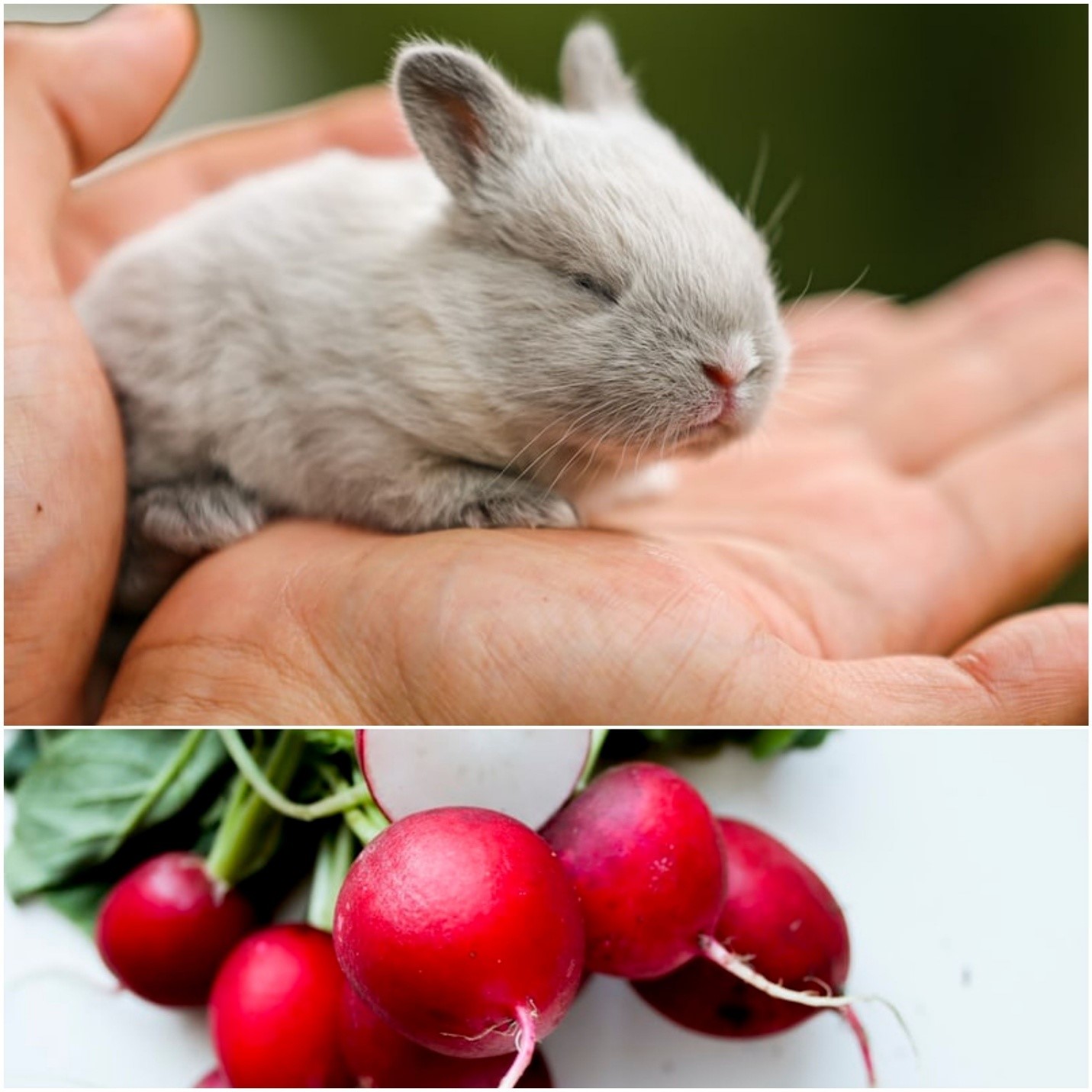 Can rabbits eat radishes_A baby rabbit and radishes