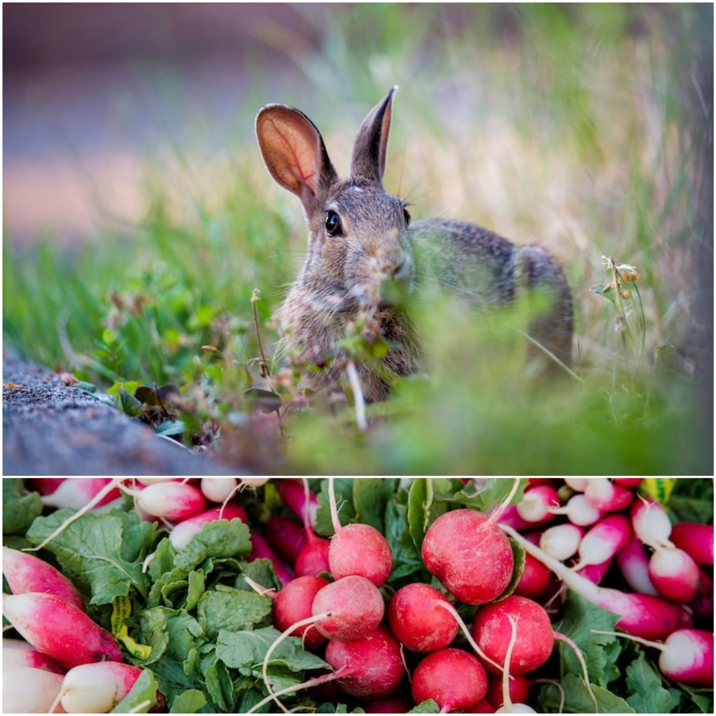 Can rabbits eat radishes_Radishes with the leaves and stems
