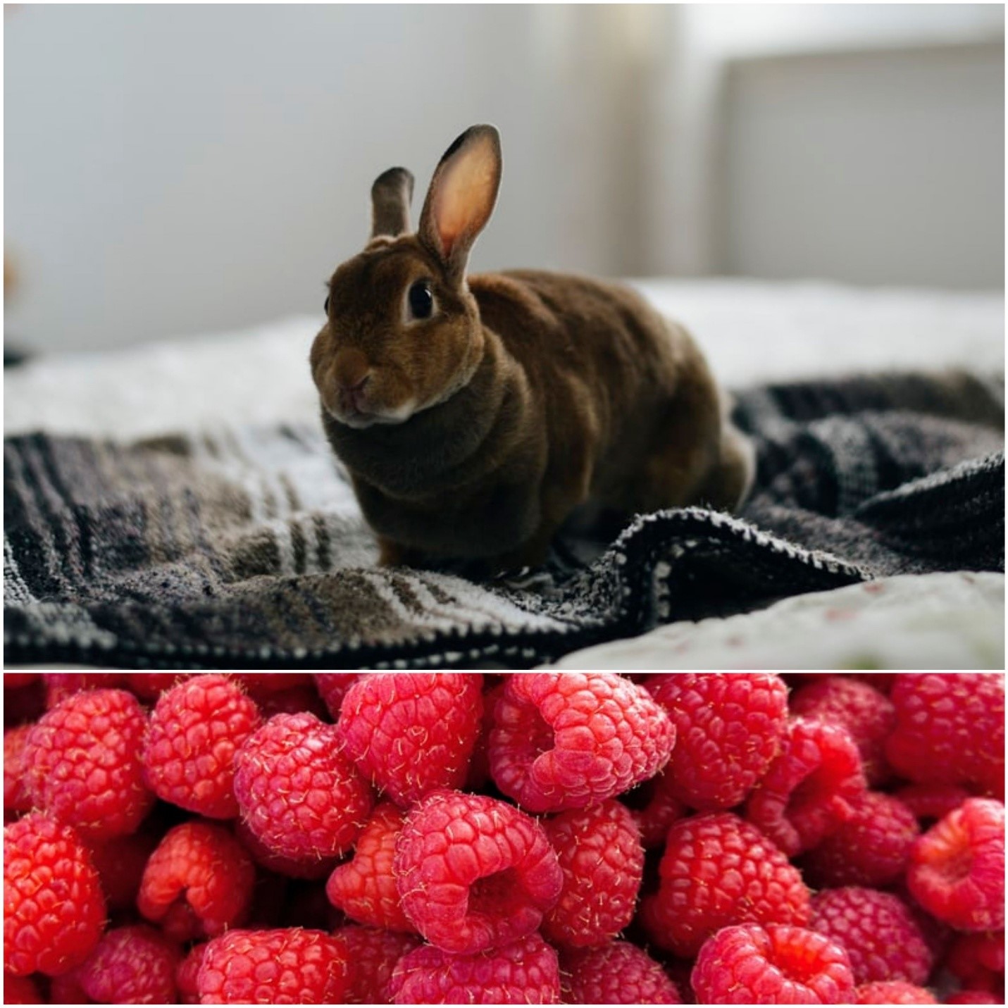 Can rabbits eat raspberries_A rabbit on a blanket and raspberries