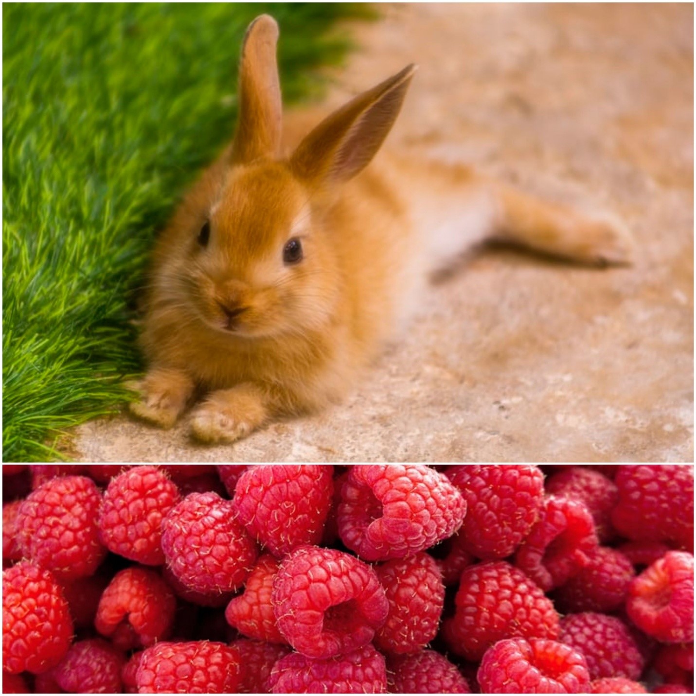 Can rabbits eat raspberry_ A brown rabbit and raspberries