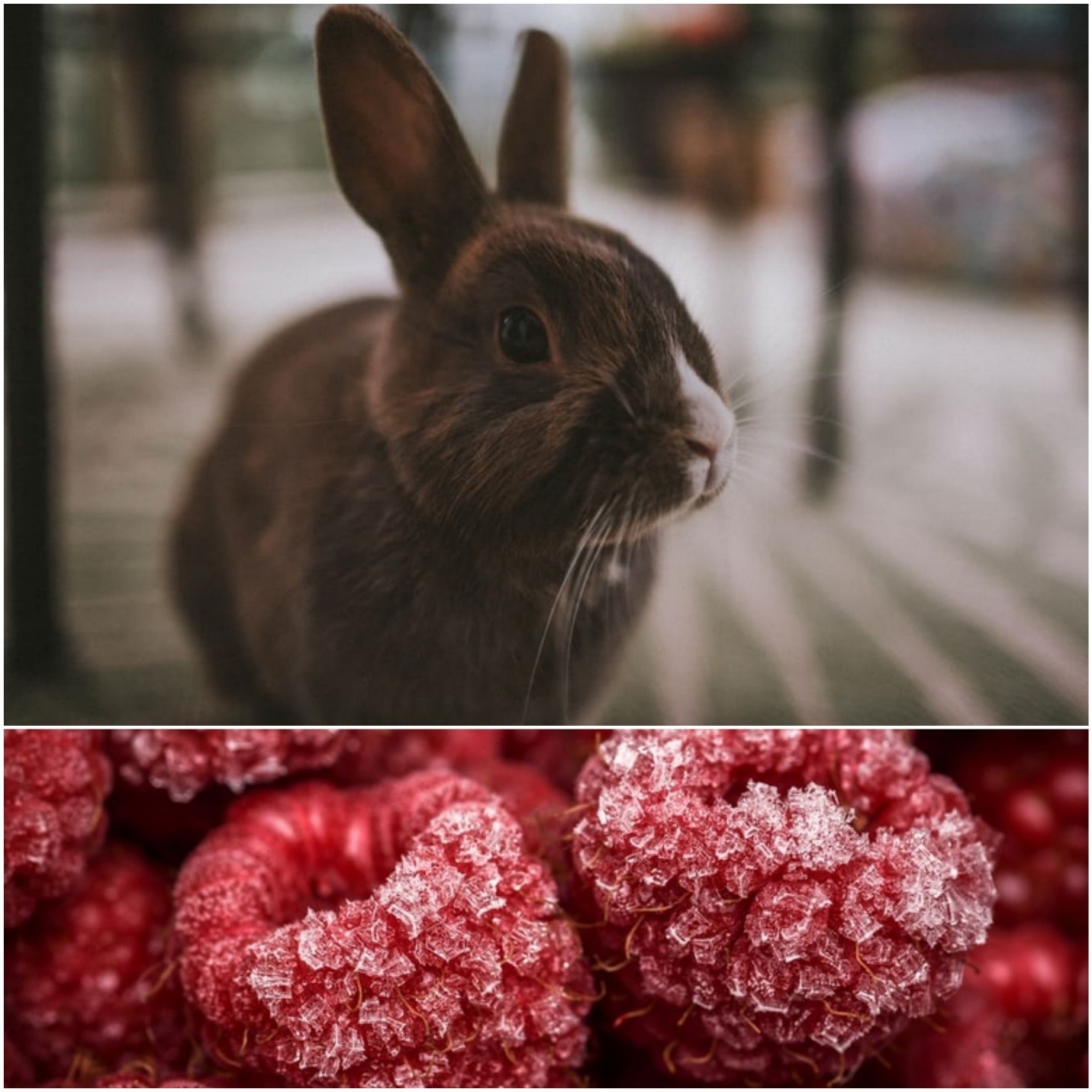 Can rabbits eat raspberry_ A rabbit and frozen raspberries