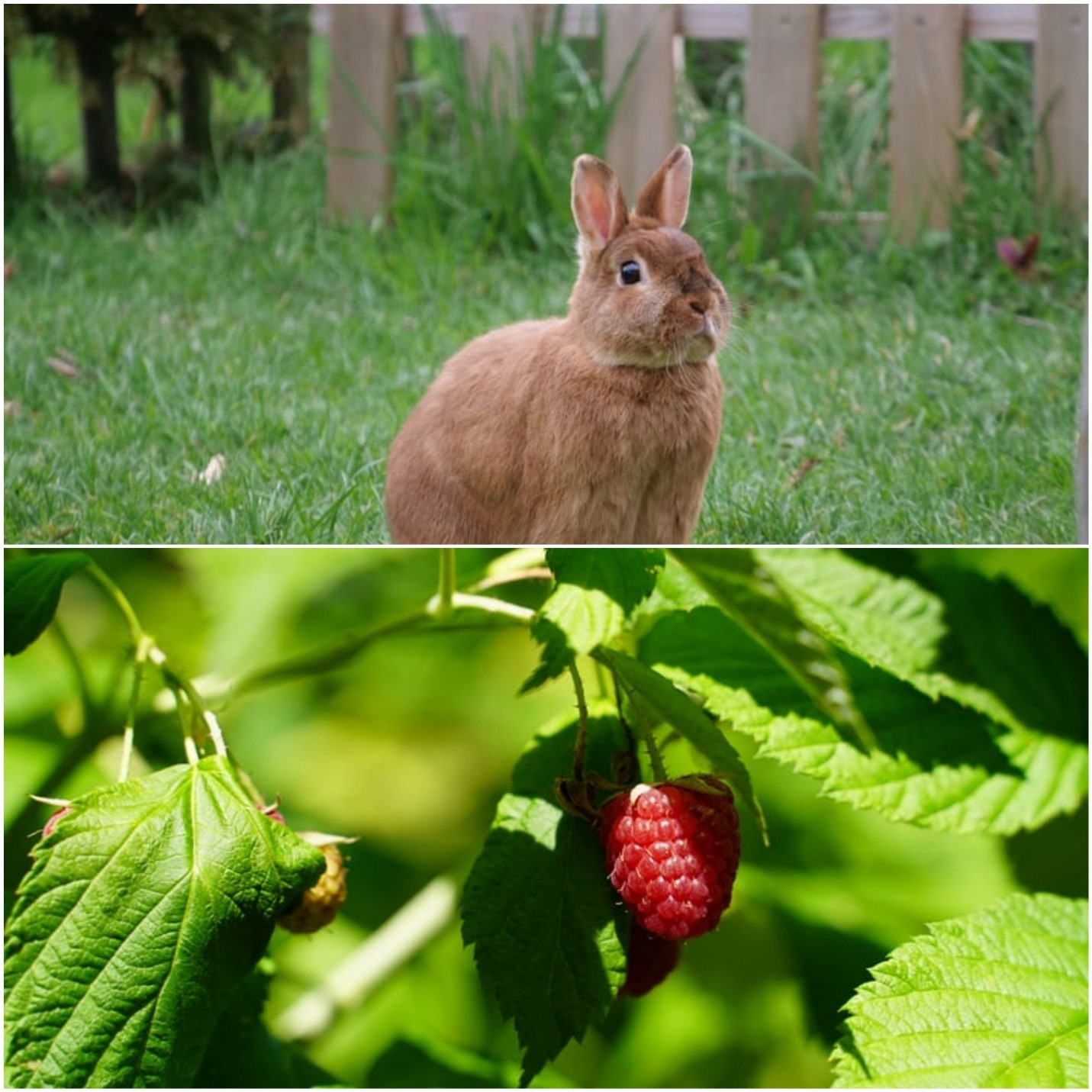 Can rabbits eat raspberry_ A rabbit outdoors and a raspberry plant with the leaves