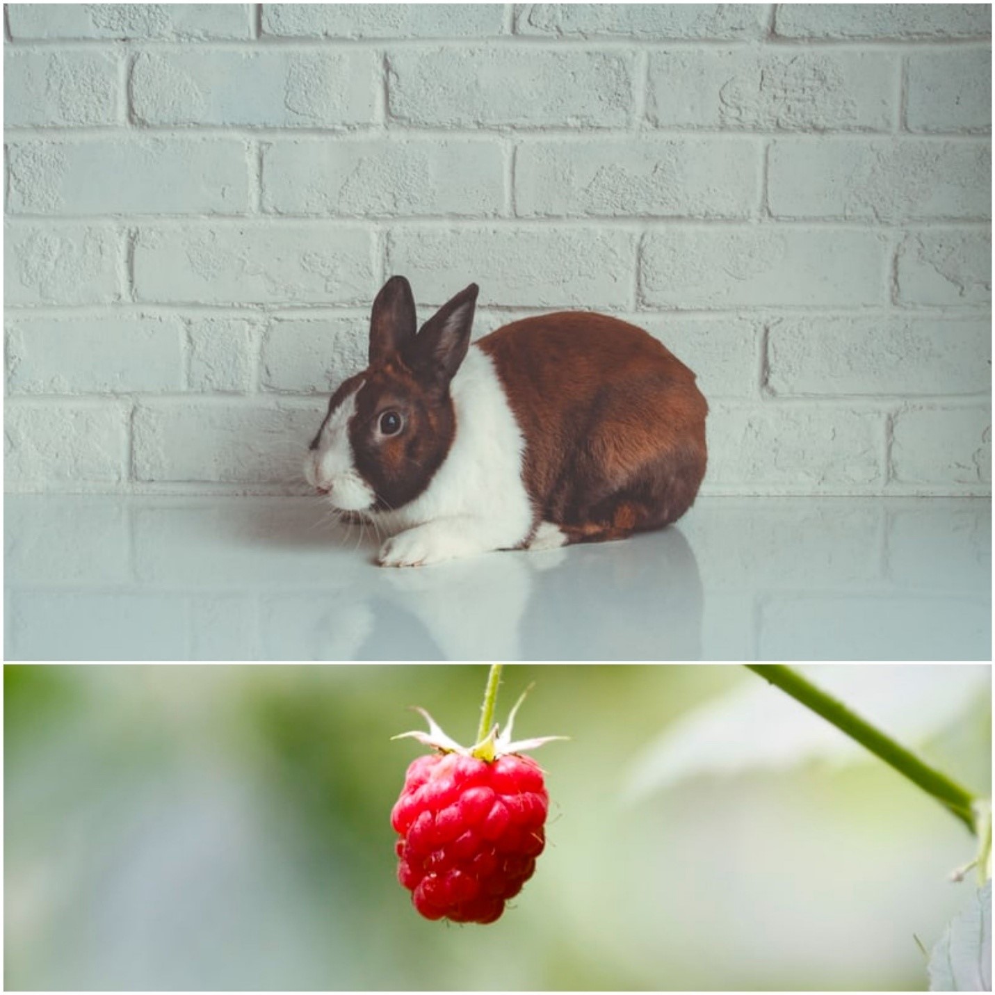 Can rabbits eat raspberry_An indoor rabbit and a raspberry plant
