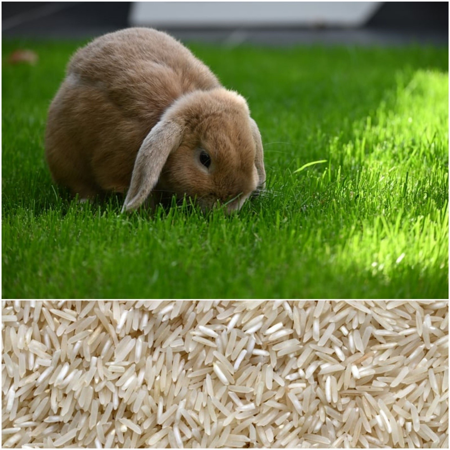 Can rabbits eat rice_ A rabbit eating grass and rice