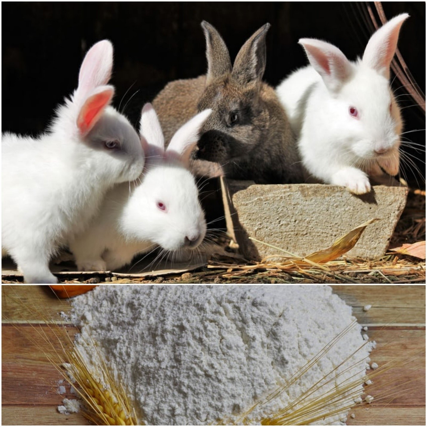 Can rabbits eat rice_ Rabbits and rice flour