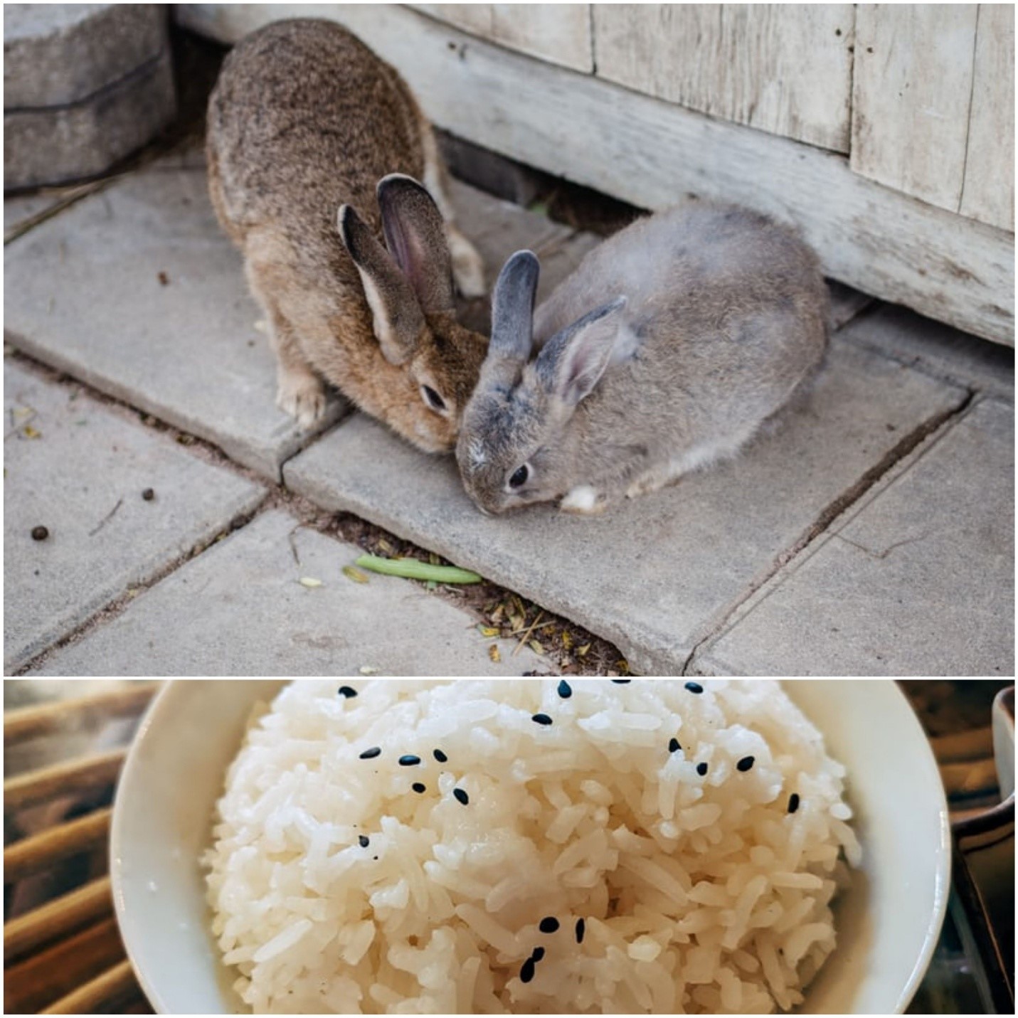 Can rabbits eat rice_ Two  rabbits and a bowl of cooked rice
