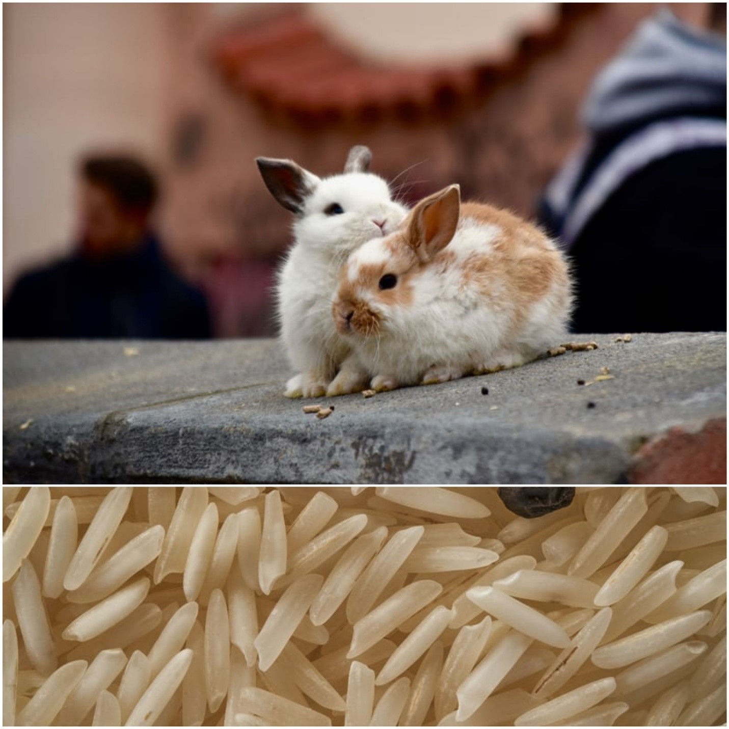 Can rabbits eat rice_ Young rabbits and raw rice