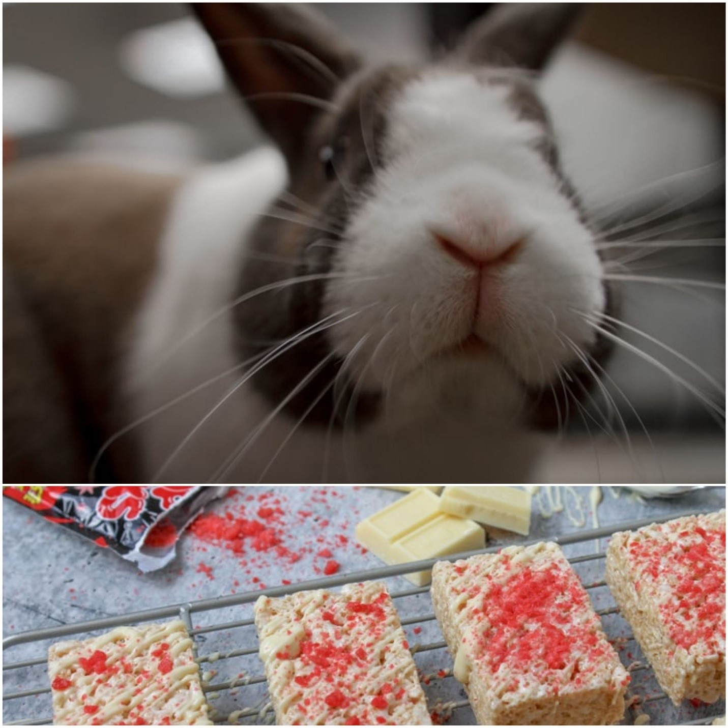 Can rabbits eat rice_A rabbit and rice crispies