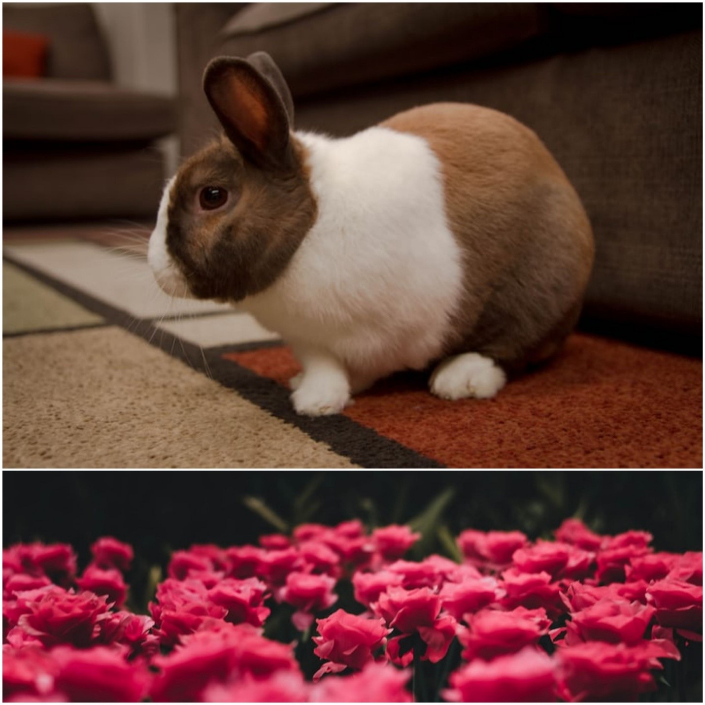 Can rabbits eat roses _ A pet rabbit and a bed of roses