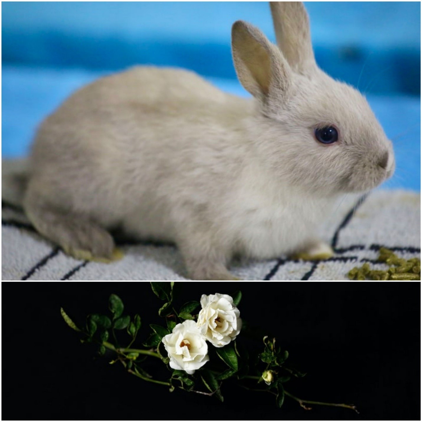 Can rabbits eat roses_ A rabbit and a rose plant