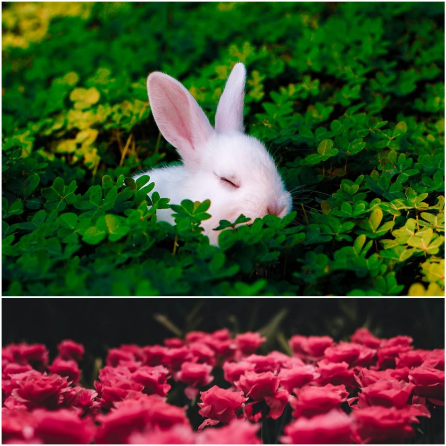 Can rabbits eat roses_ A rabbit eating leaves and a bed of roses