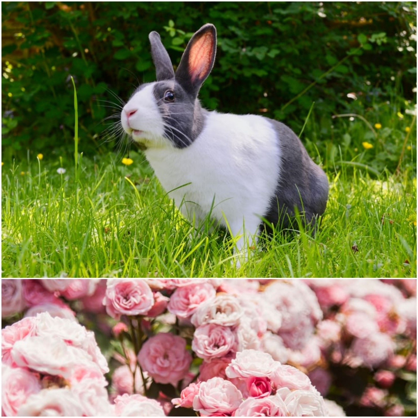 Can rabbits eat roses_ A rabbit outdoors and pink rose flowers