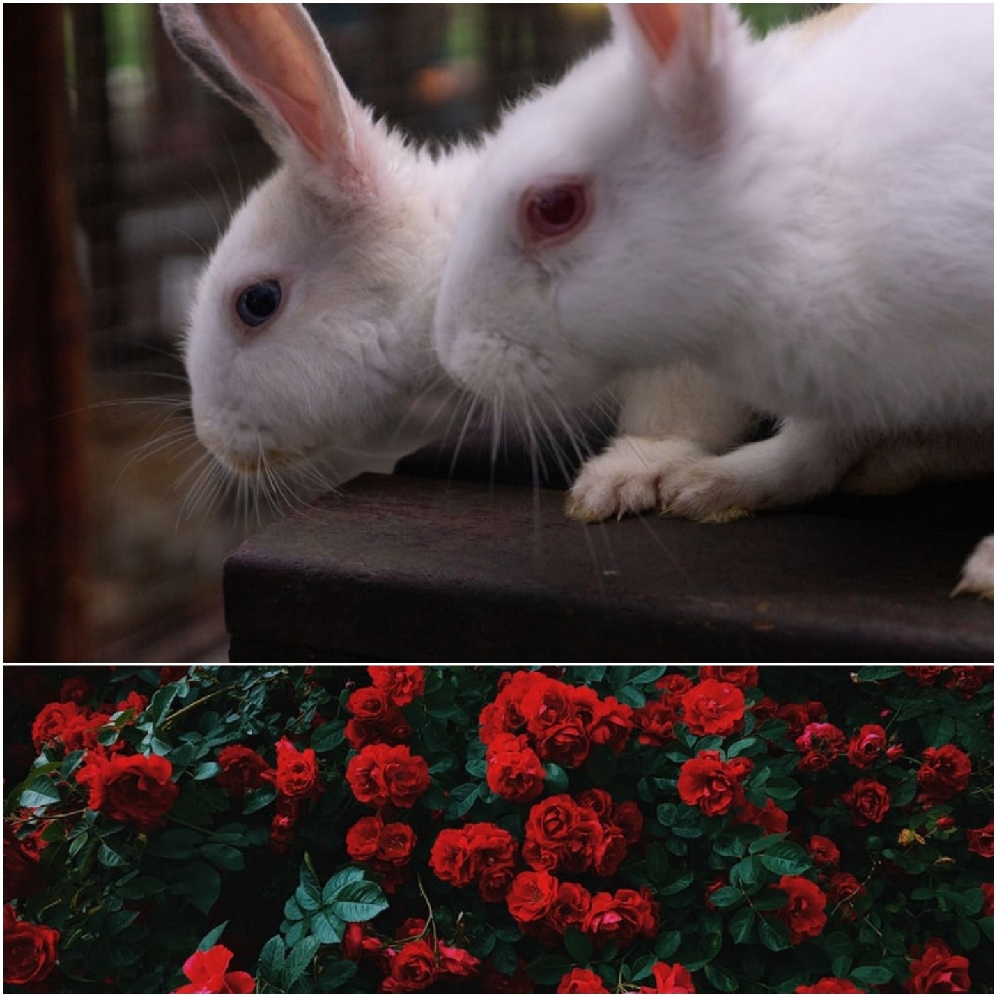 Can rabbits eat roses_ Two rabbits and a rose garden
