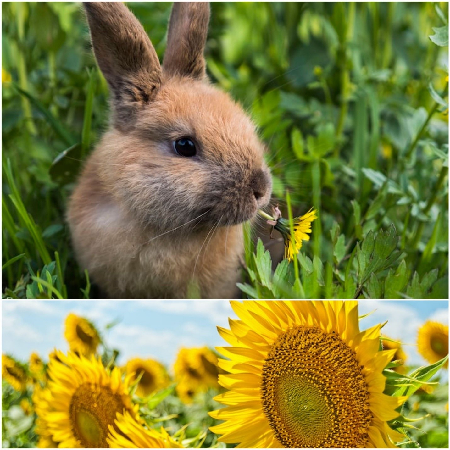 Can rabbits eat sunflowers_ A rabbit eating flower and a sunflower field