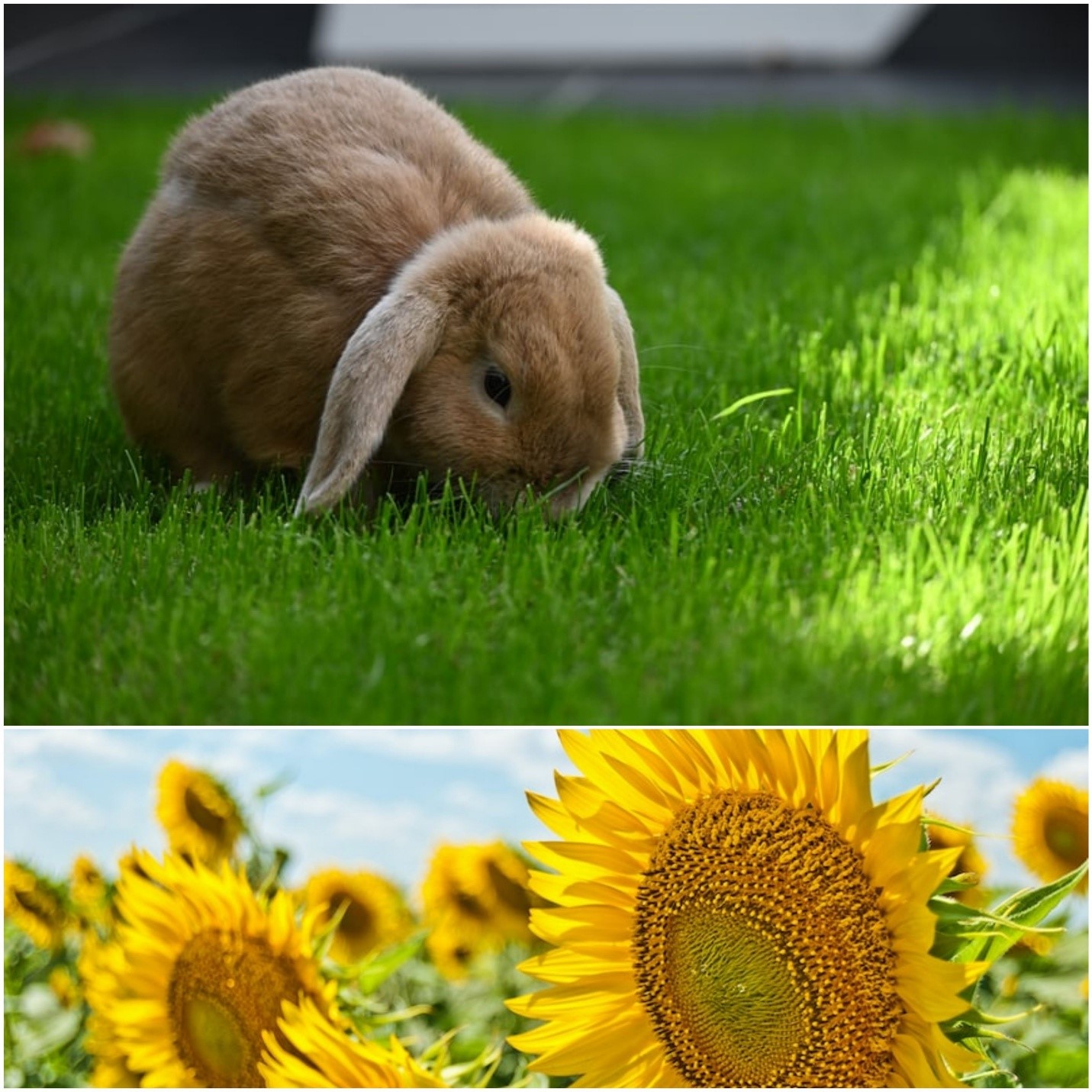 Can rabbits eat sunflowers_ A rabbit eating grass and large sunflower petals