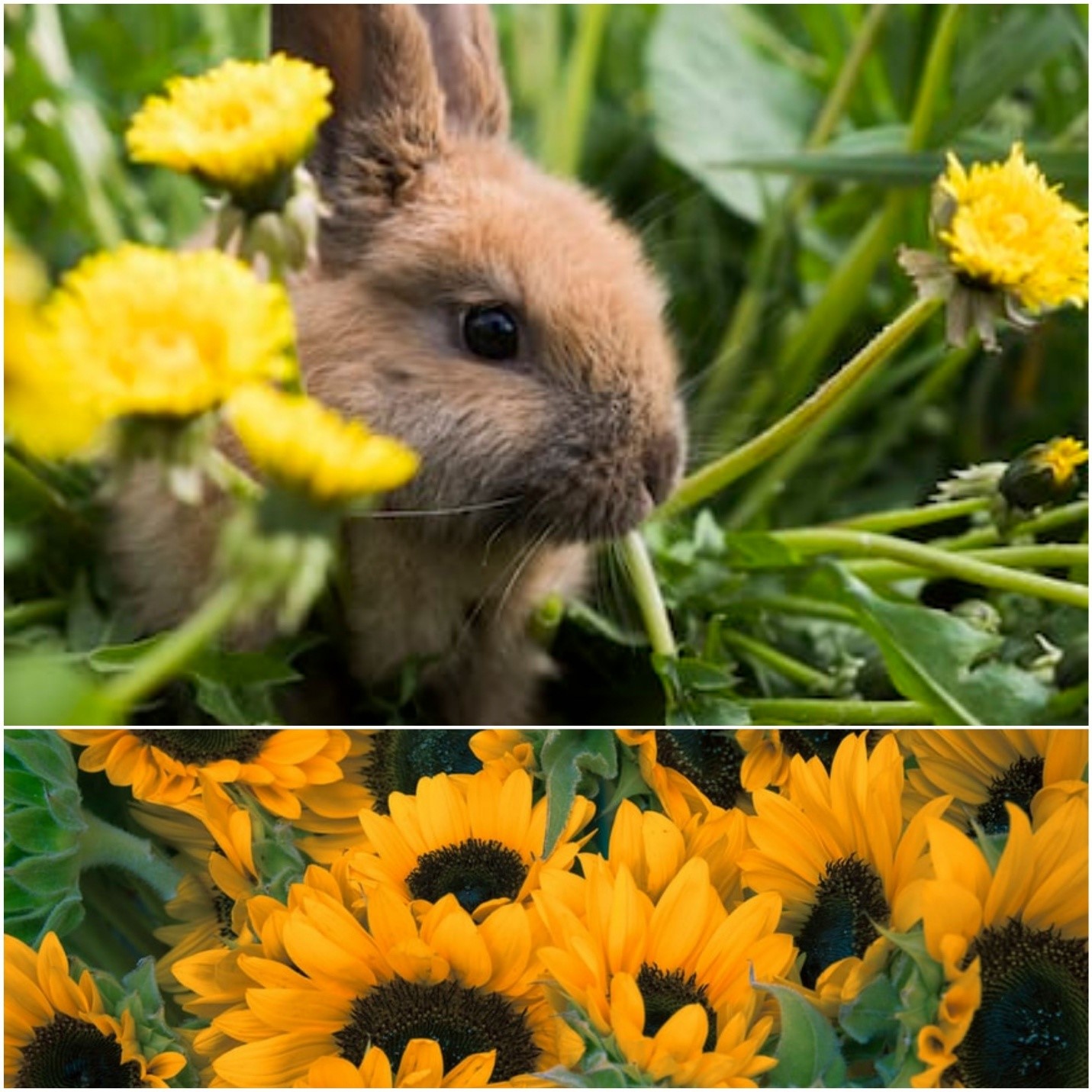 Can rabbits eat sunflowers_ A rabbit in a flower garden and sunflower field