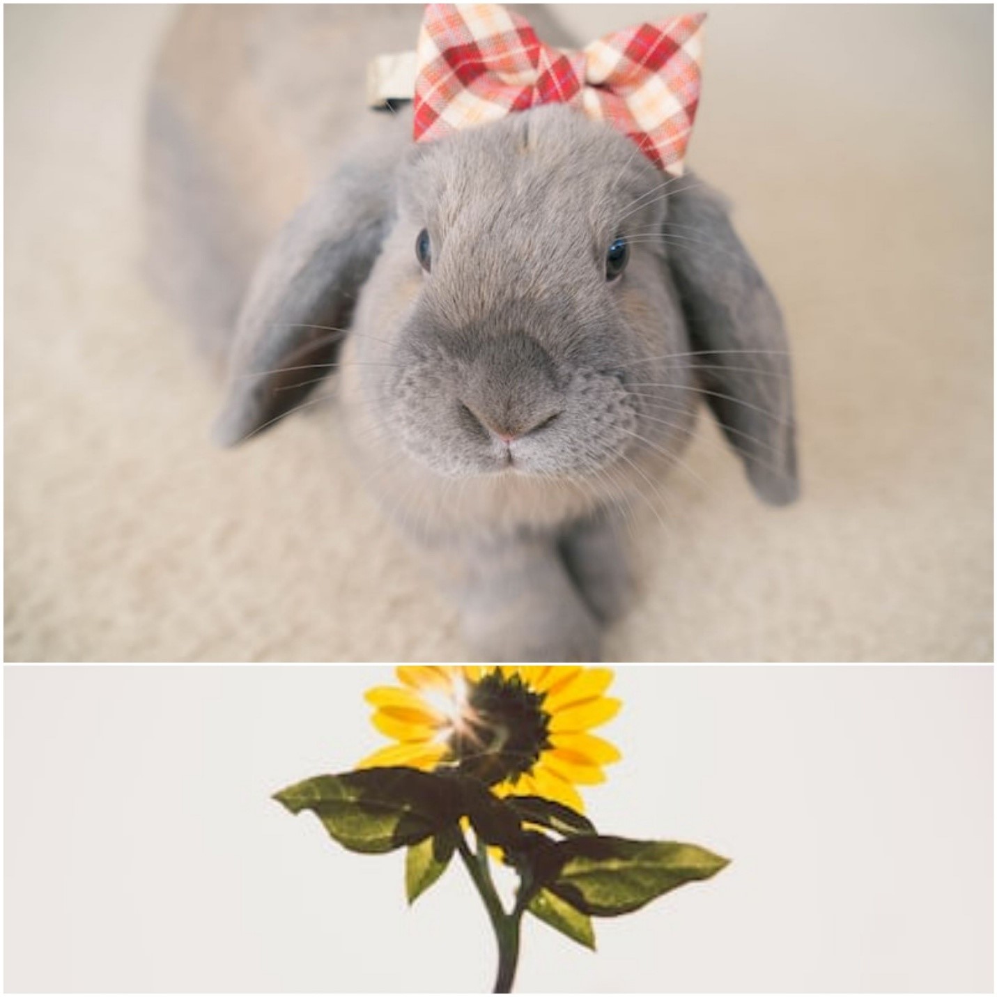 Can rabbits eat sunflowers_ An indoor bunny and a stalk of sunflower with the leaves