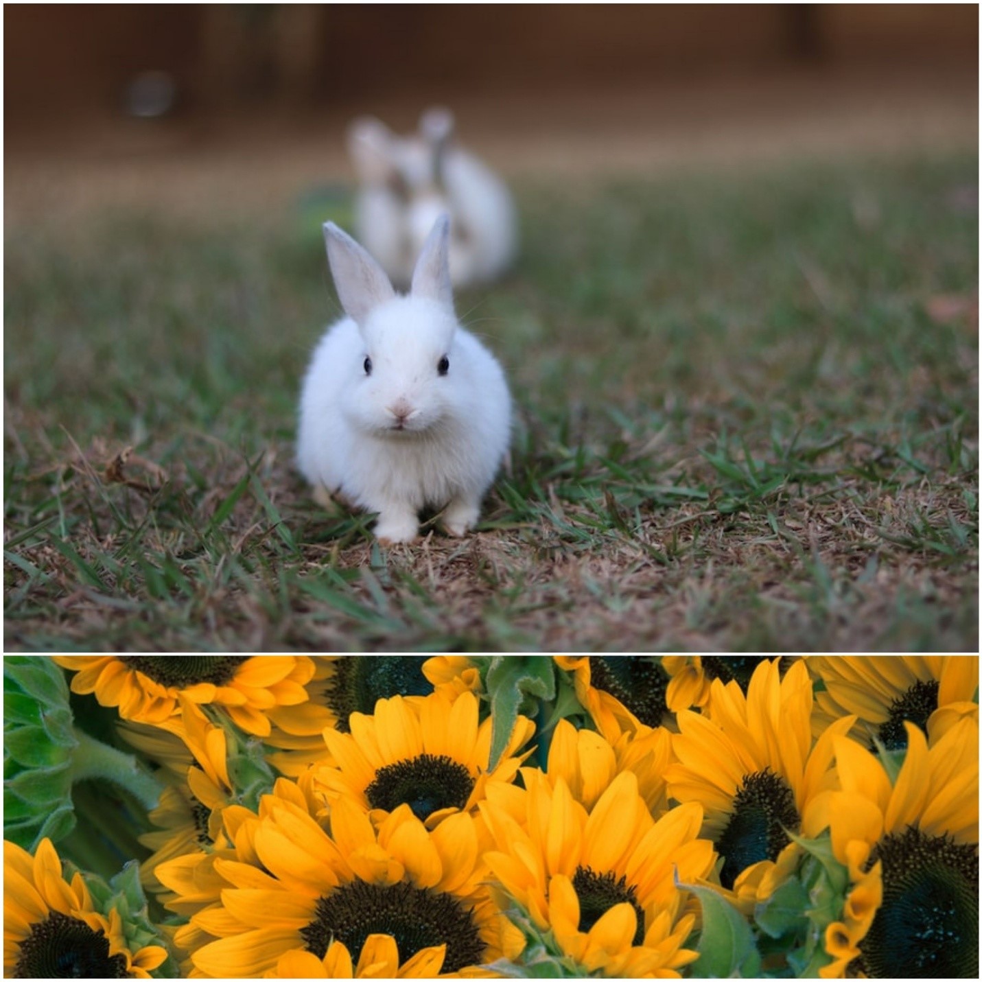 Can rabbits eat sunflowers_ Rabbits outdoors and a bed of sunflowers