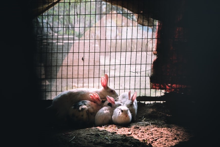 How do you tell if your rabbit is in labor _ A doe with her kits