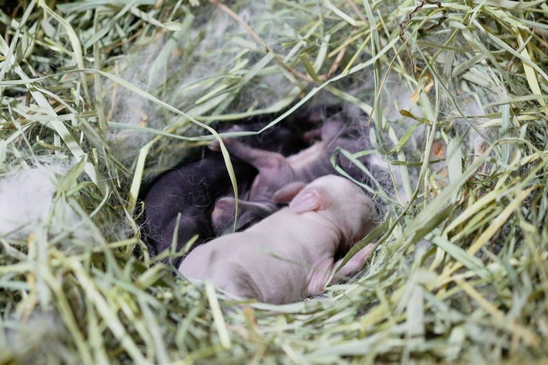 How do you tell if your rabbit is in labor _ A litter of newborn rabbits