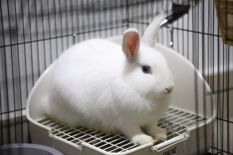 How do you tell if your rabbit is in labor _A mature rabbit