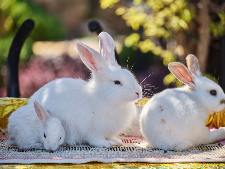 How do you tell if your rabbit is in labor_ A family of white rabbits