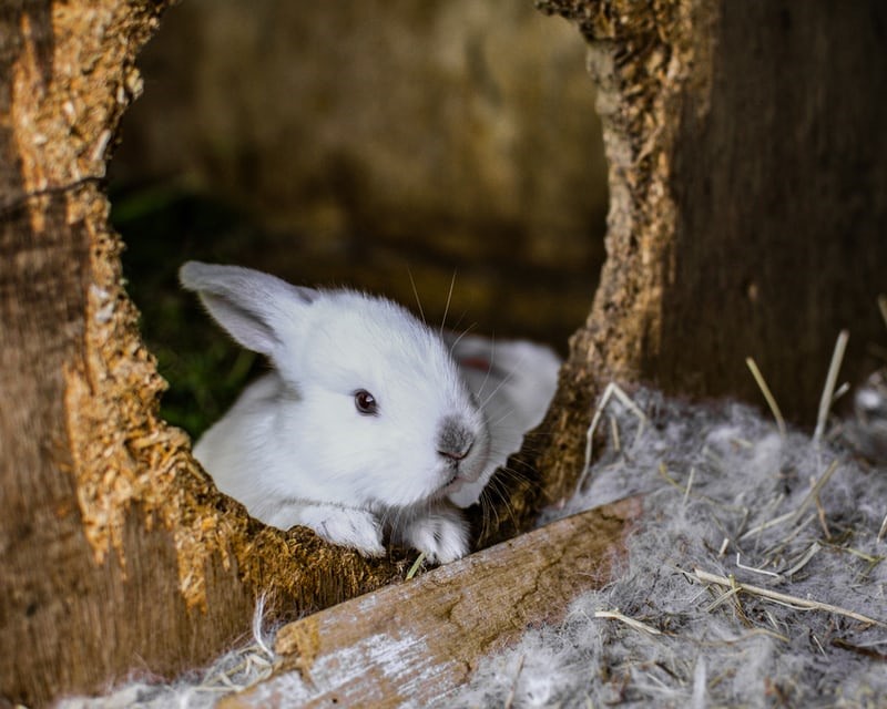 How do you tell if your rabbit is in labor_ A young rabbit