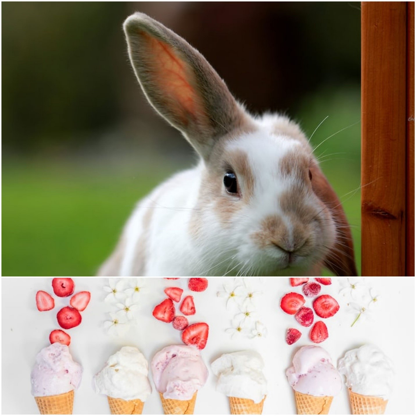 Can rabbits eat Ice-cream _ A rabbit and different ice cream flavors
