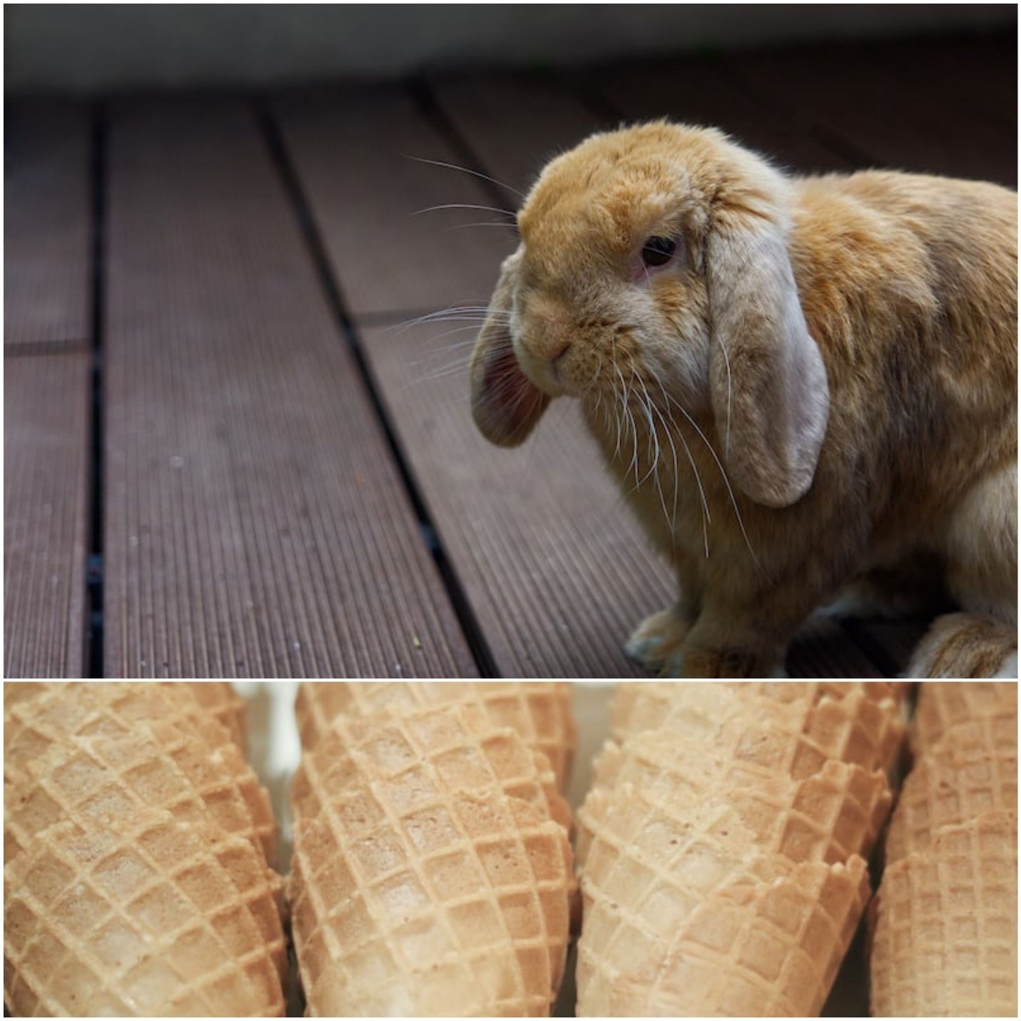 Can rabbits eat Ice-cream _A white rabbit and ice cream cones