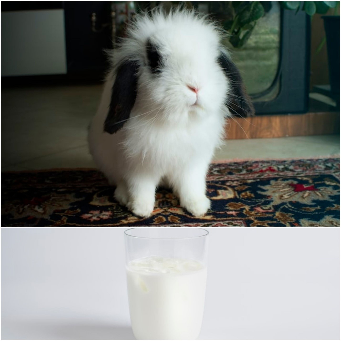 Can rabbits eat Ice-cream_ A rabbit and a glass of milk with ice