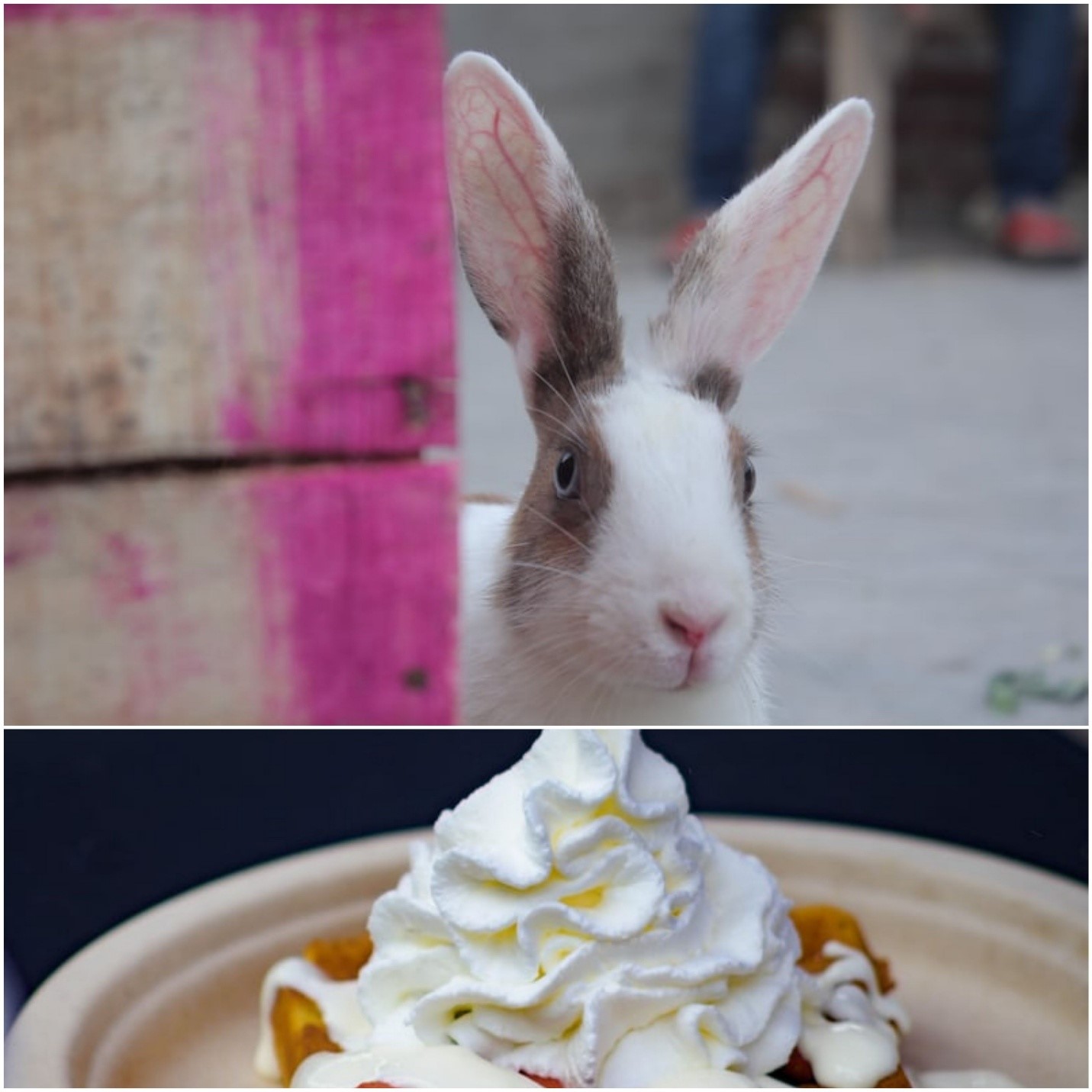 Can rabbits eat Ice-cream_ A rabbit and whipped cream