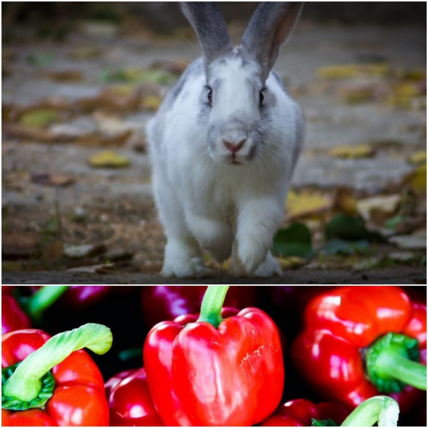 Can rabbits eat bell peppers _ A rabbit and red bell peppers