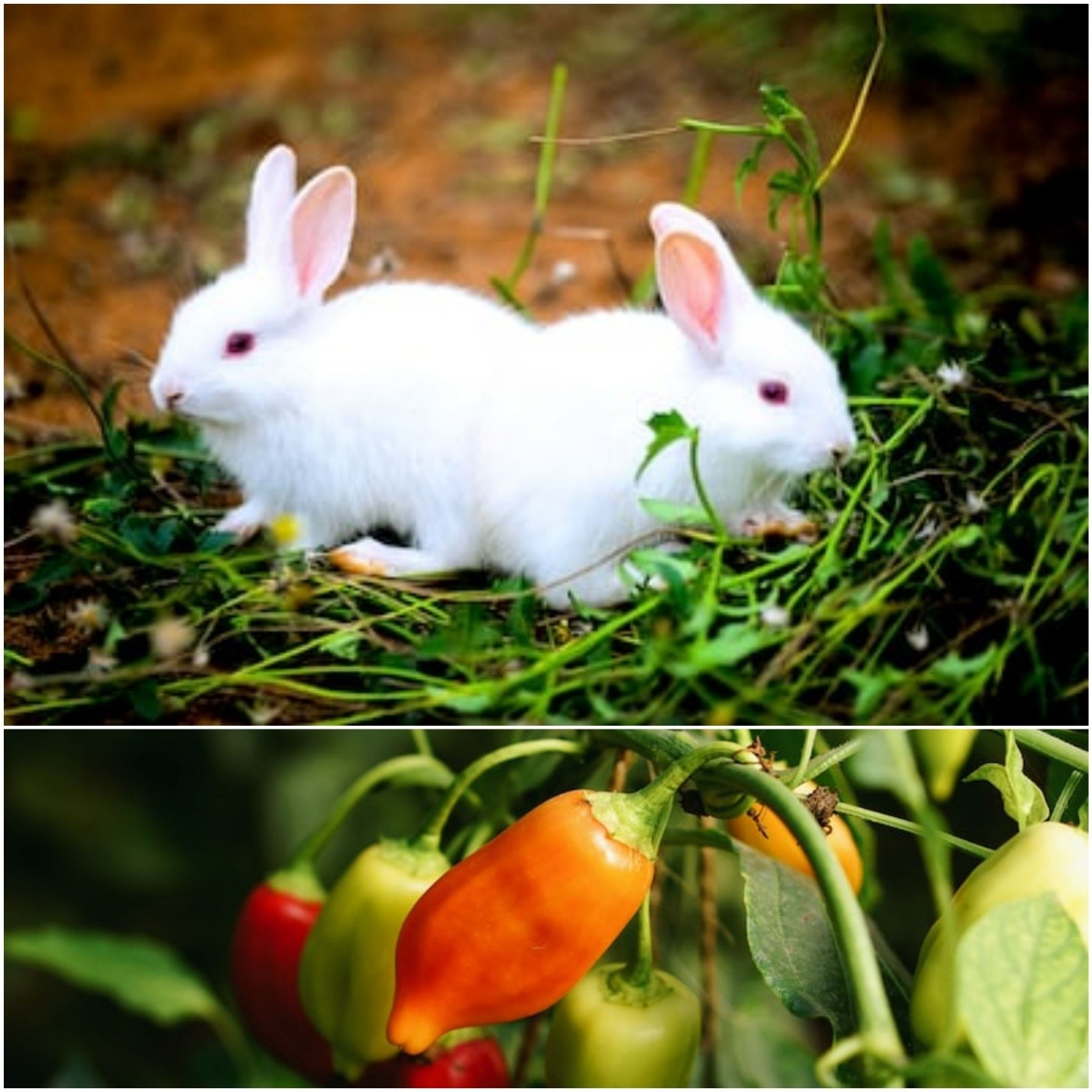 Can rabbits eat bell peppers _ Two little rabbits and mini peppers