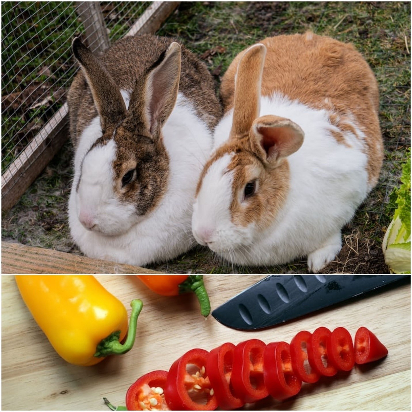 Can rabbits eat bell peppers __ Two rabbits and sliced pepper with the seeds