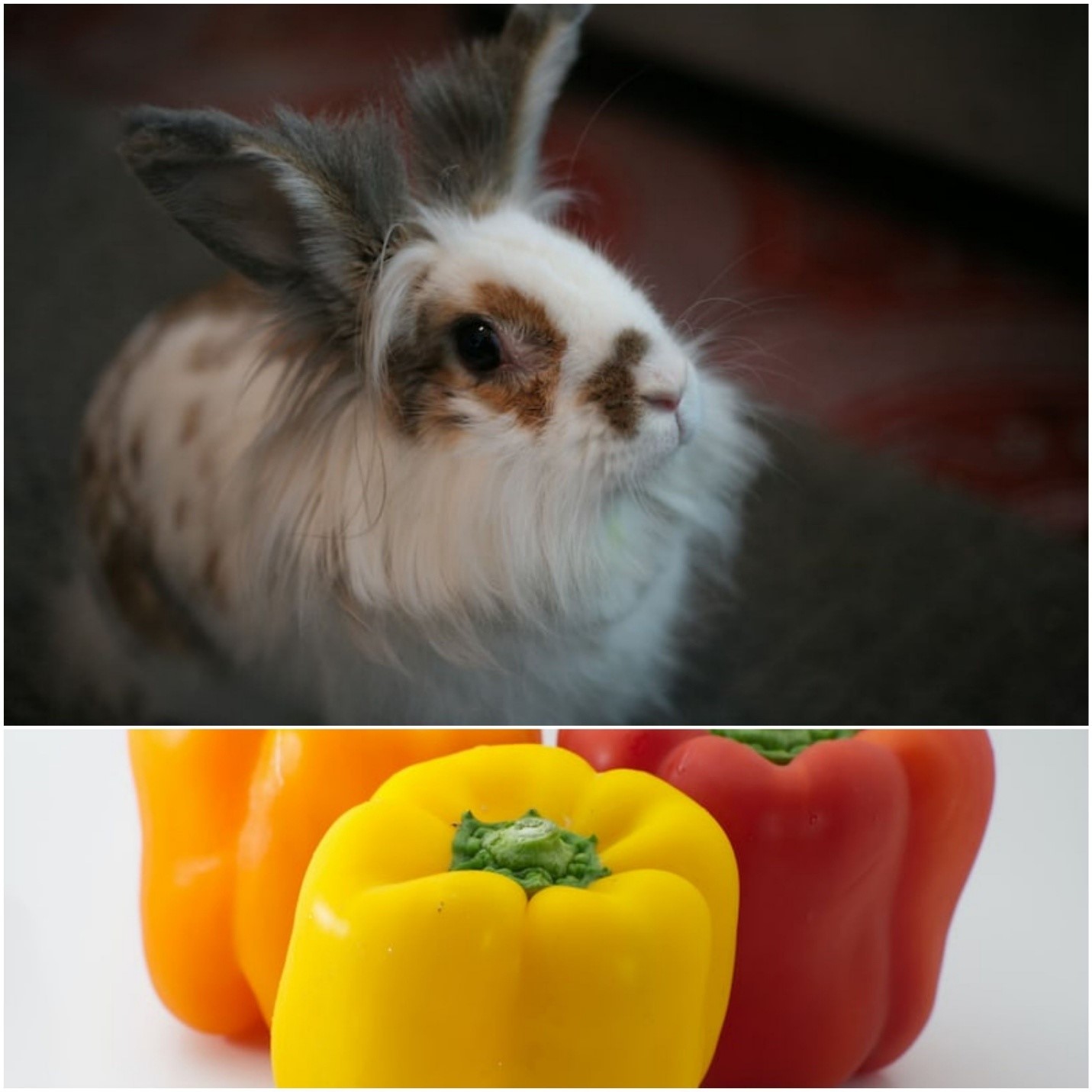 Can rabbits eat bell peppers_ A rabbit and yellow and red bell peppers
