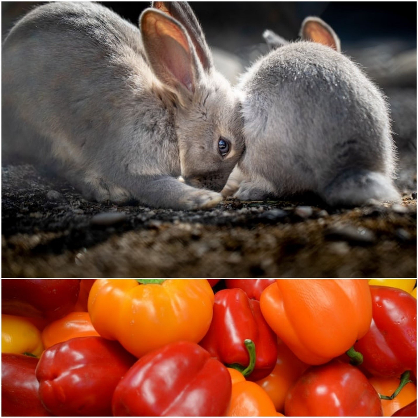Can rabbits eat bell peppers_Two bunnies and red and orange bell peppers