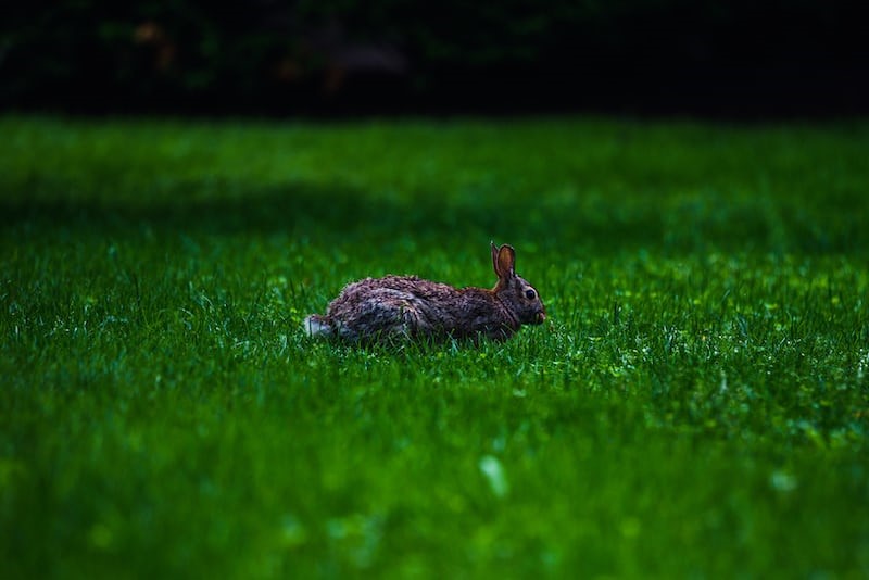 Can rabbits eat marigolds_ A cottontail rabbit eating grasses
