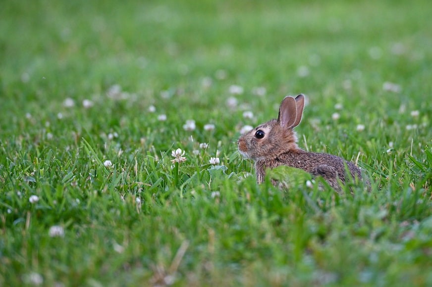 Can rabbits eat marigolds_ A rabbit eating flowers