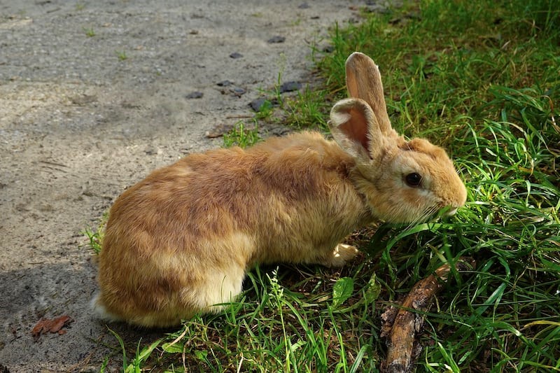 Can rabbits eat marigolds_ A rabbit outdoors eating grasses