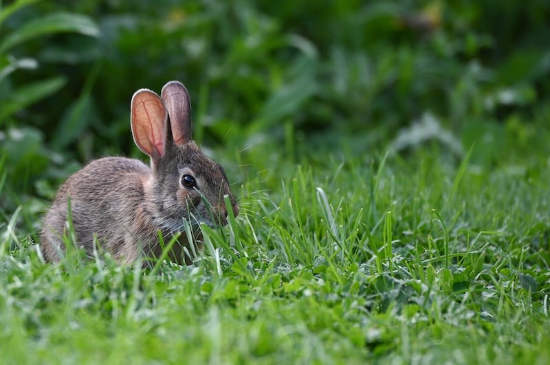 Can rabbits eat marigolds_ A wild rabbit eating vegetation